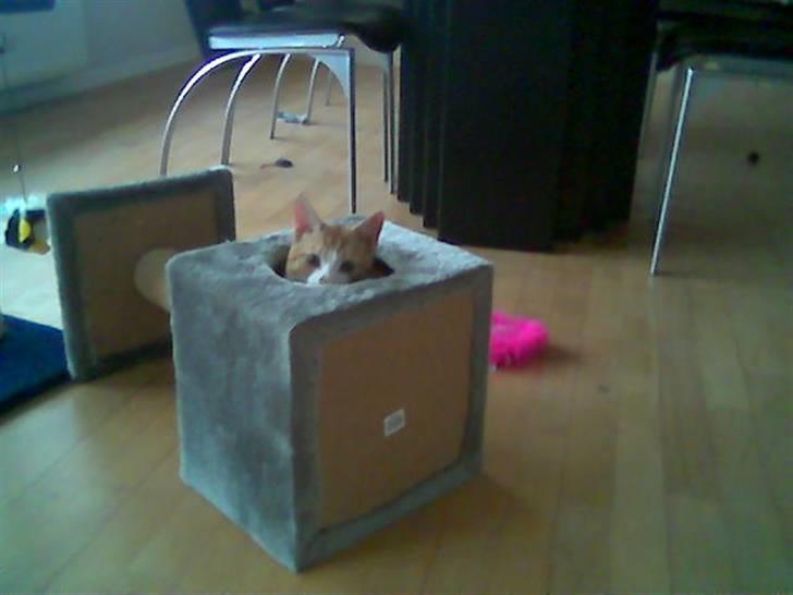 Huskat pjevs - HEJ  billede 10