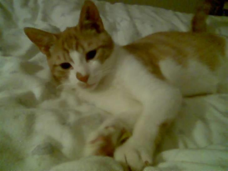 Huskat pjevs - også........... sove billede 11