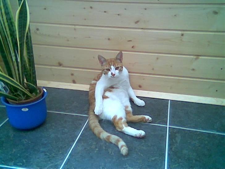 Huskat pjevs - smut jeg vasker mig billede 12