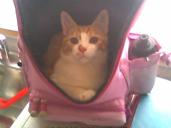 Huskat pjevs - hva ?? skulle vi overhoved i skole i dag ?? billede 13