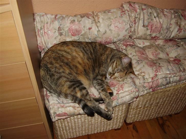 Blanding af racer Pjevs - Uhhhhh billede 3