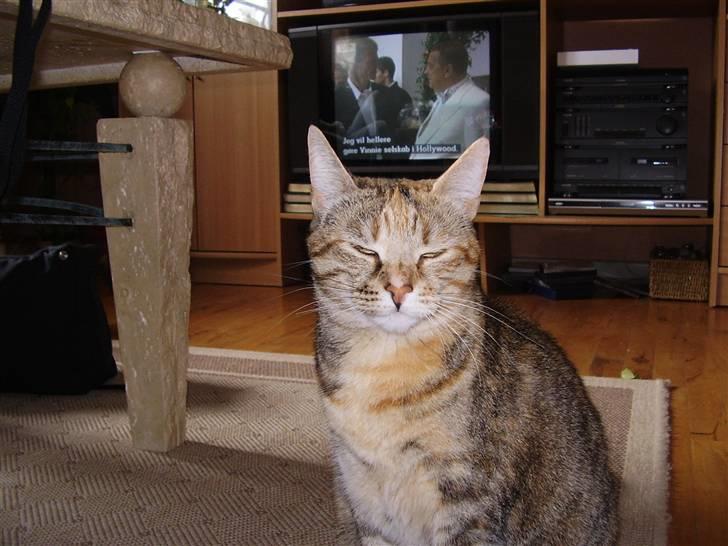 Blanding af racer Pjevs - Åhh nej ikke flere billeder billede 4