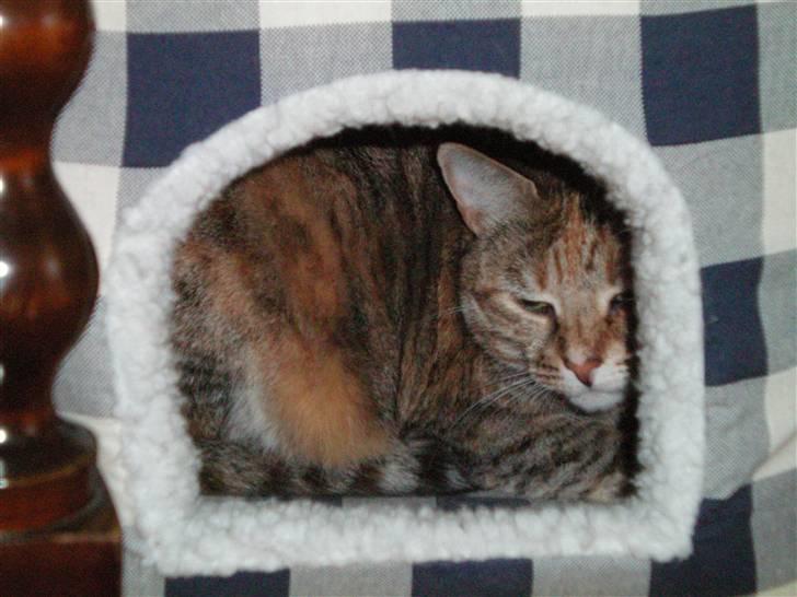 Blanding af racer Pjevs - lad være jeg er træt billede 5