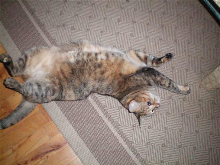 Blanding af racer Pjevs - Godnat! billede 6