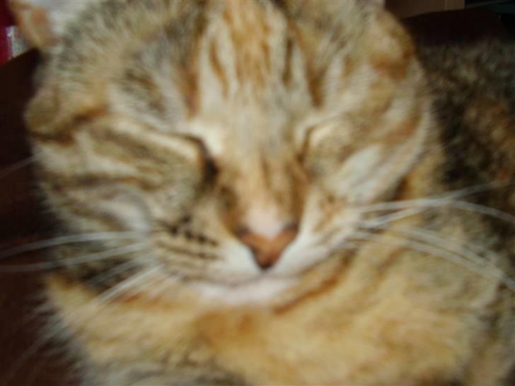 Blanding af racer Pjevs - Smiiil billede 7