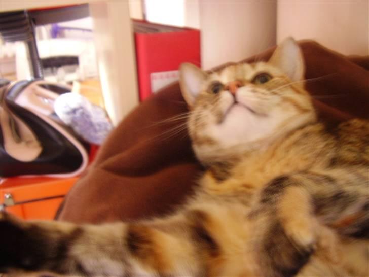 Blanding af racer Pjevs - Gi miig en kæmpe katteknuzzer billede 8