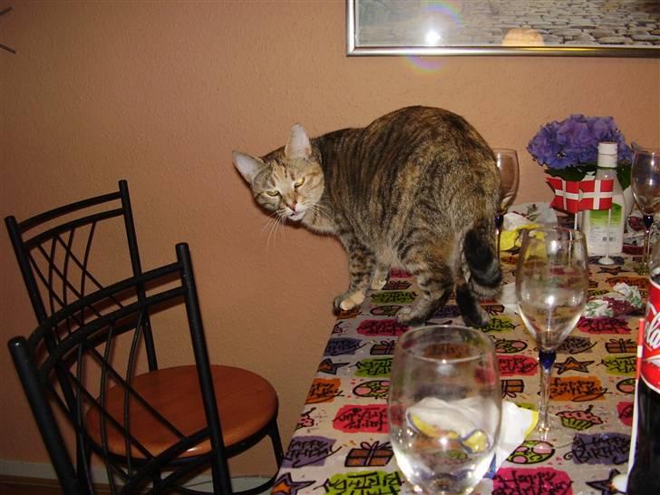 Blanding af racer Pjevs - Er der mere mad til miig???? billede 9