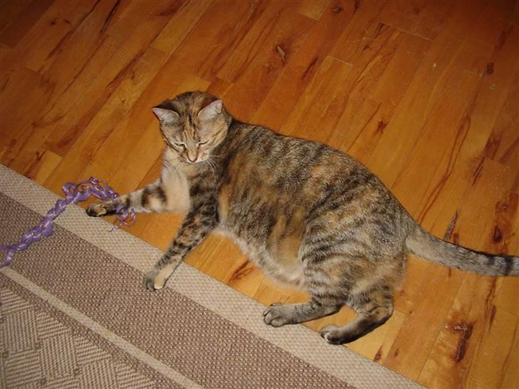 Blanding af racer Pjevs - Skal vi ikk lege??????????? billede 10