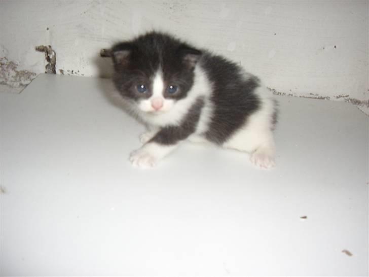 Blanding af racer Olympia/Mille billede 12