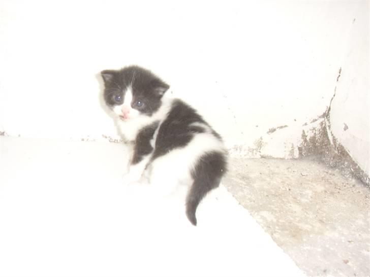 Blanding af racer Olympia/Mille billede 13