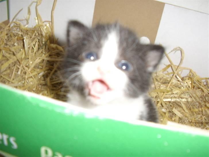 Blanding af racer Olympia/Mille billede 14