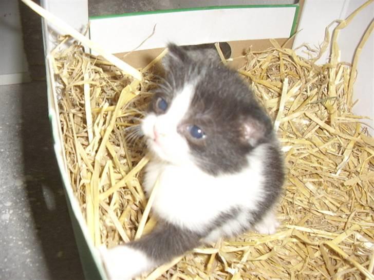 Blanding af racer Olympia/Mille billede 16