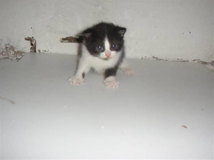 Blanding af racer Olympia/Mille billede 17