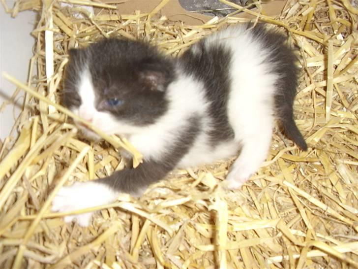 Blanding af racer Olympia/Mille billede 18