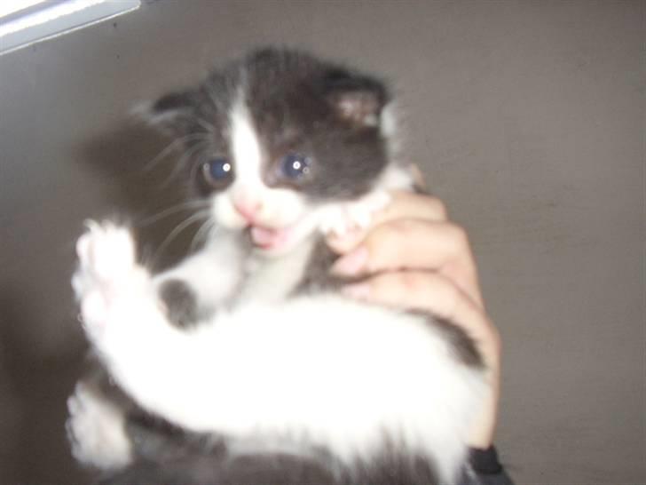 Blanding af racer Olympia/Mille billede 19