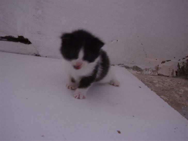 Blanding af racer Olympia/Mille billede 20