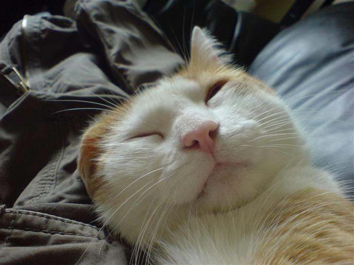 Blanding af racer Gismo billede 1