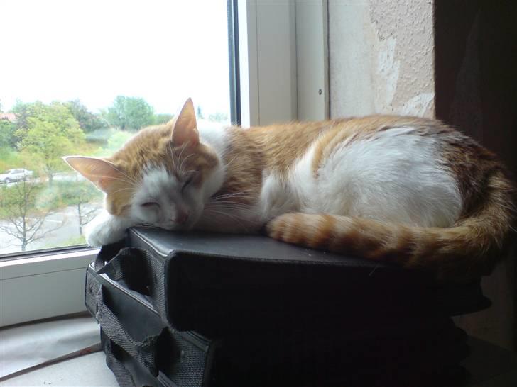 Blanding af racer Gismo billede 2