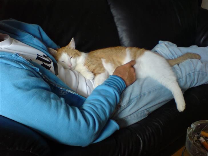 Blanding af racer Gismo billede 3