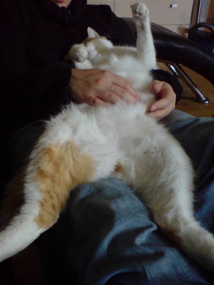 Blanding af racer Gismo billede 4