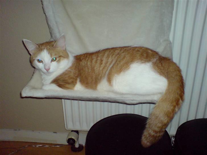 Blanding af racer Gismo billede 5