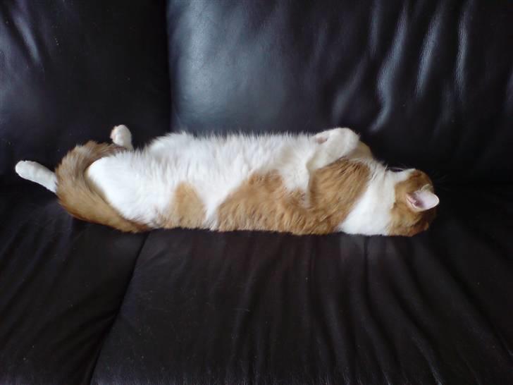 Blanding af racer Gismo billede 6