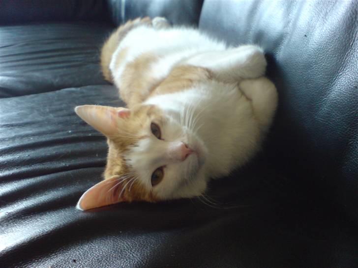 Blanding af racer Gismo billede 7