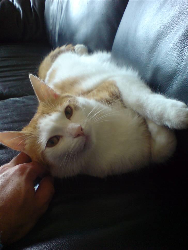 Blanding af racer Gismo billede 8