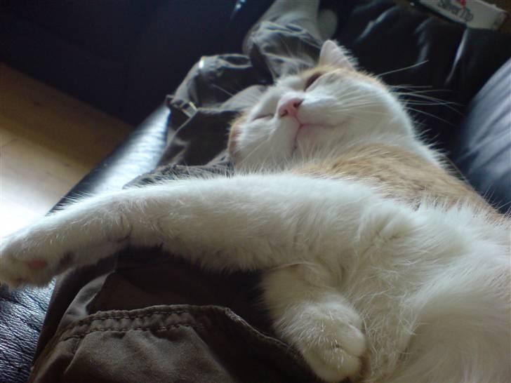 Blanding af racer Gismo billede 9