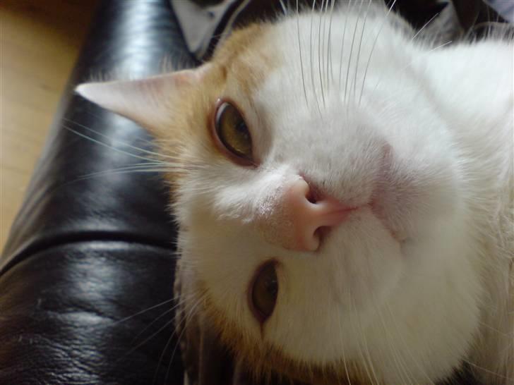 Blanding af racer Gismo billede 10