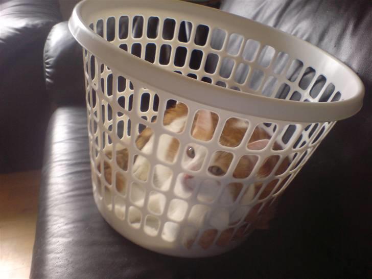 Blanding af racer Gismo billede 11