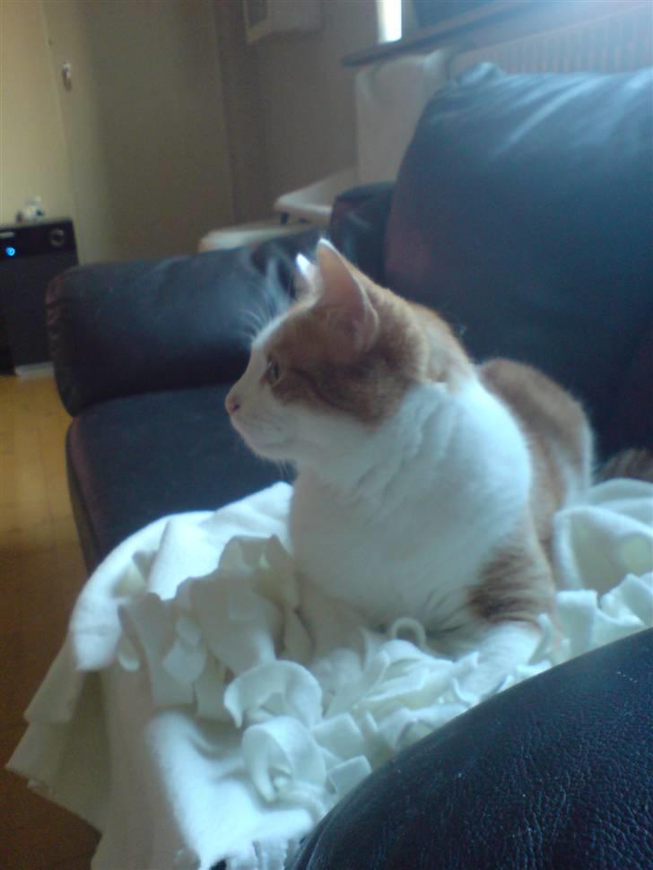 Blanding af racer Gismo billede 12