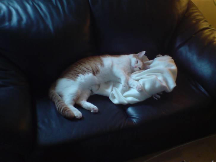 Blanding af racer Gismo billede 14