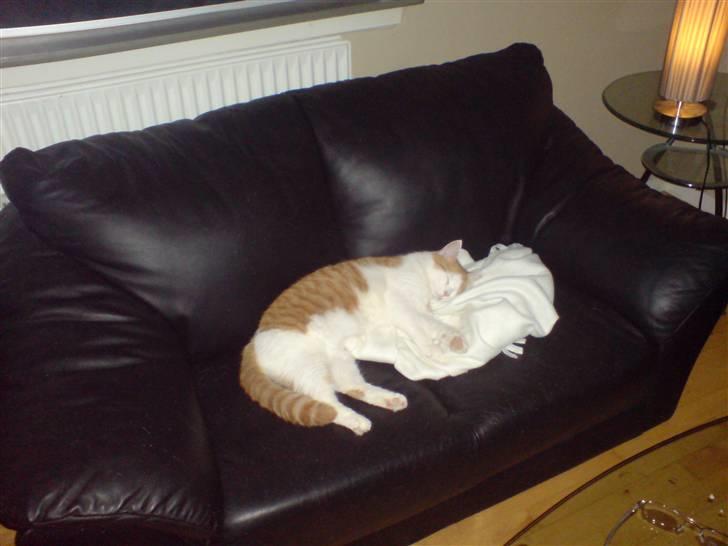 Blanding af racer Gismo billede 15