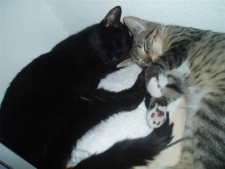 Huskat Yuki (død) billede 10