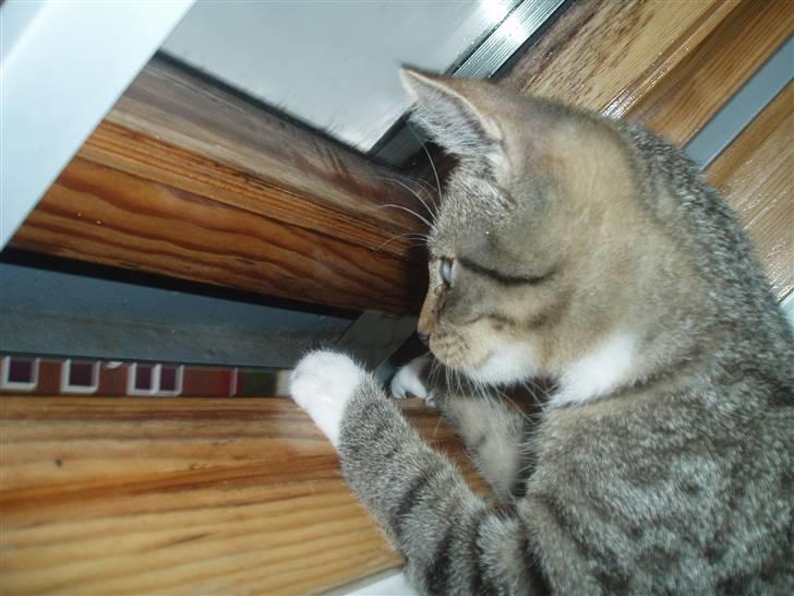 Huskat Neko (død) - Juli 2007 billede 7