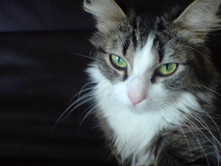 Blanding af racer Pjuske billede 1