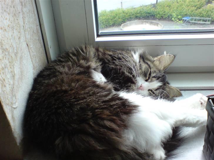 Blanding af racer Pjuske billede 2