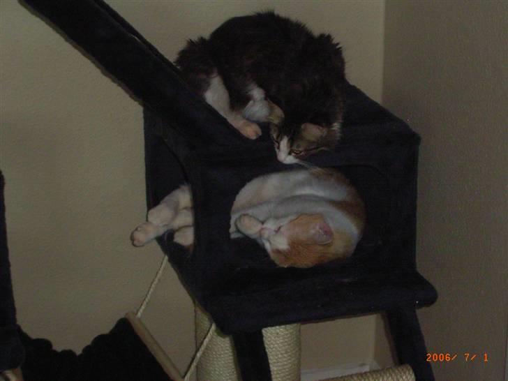 Blanding af racer Pjuske billede 3