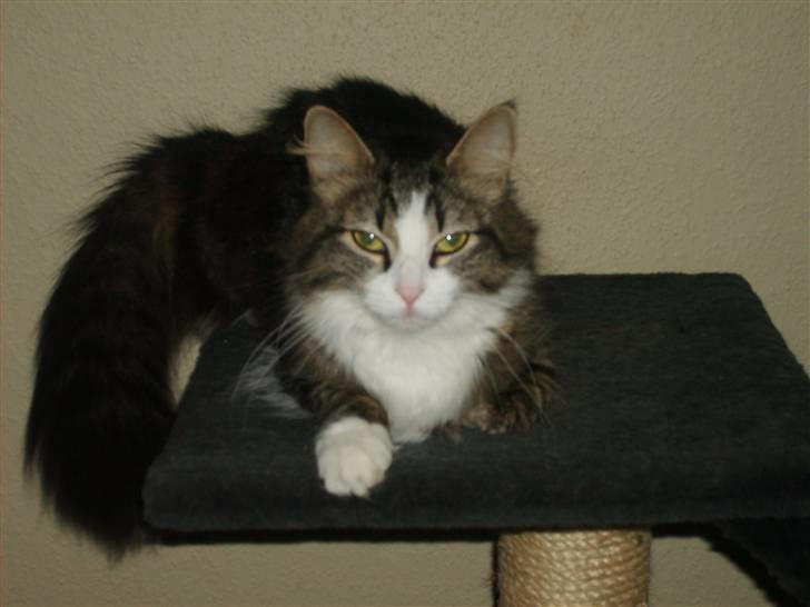 Blanding af racer Pjuske billede 4