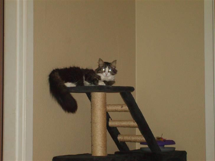 Blanding af racer Pjuske billede 5