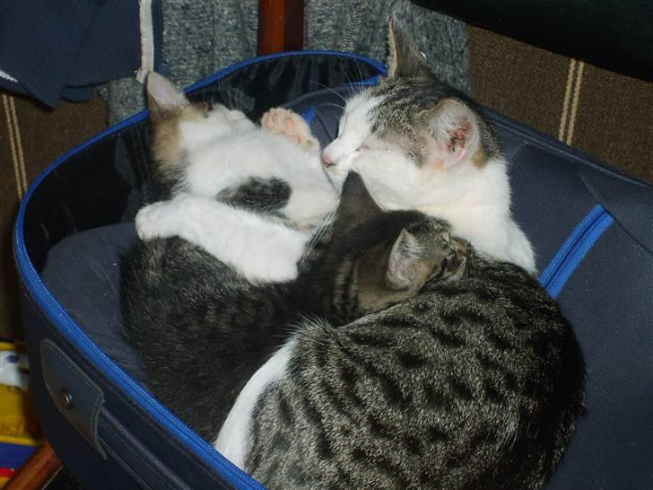 Blanding af racer tøsen - SÅ SOVER VI LIGE LIDT  billede 8