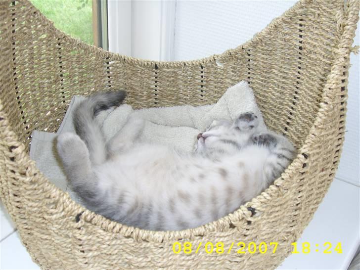 Huskat Mizzi - Putter godt i min kurv zzz... billede 16