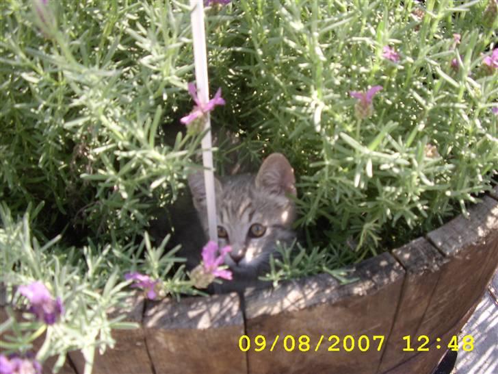 Huskat Mizzi - Gemmer mig lige i mors blomster :o) billede 17