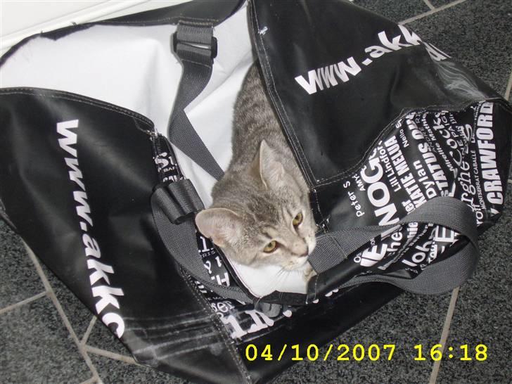 Huskat Mizzi billede 18