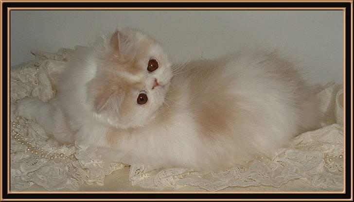 Perser Special Blend! billede 1