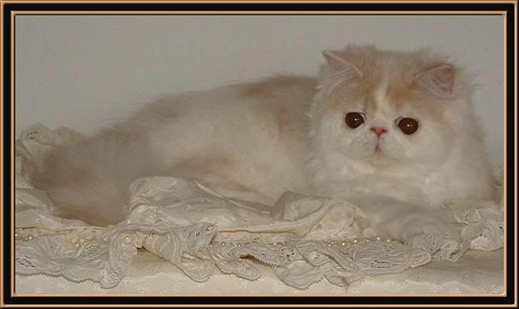 Perser Special Blend! billede 2