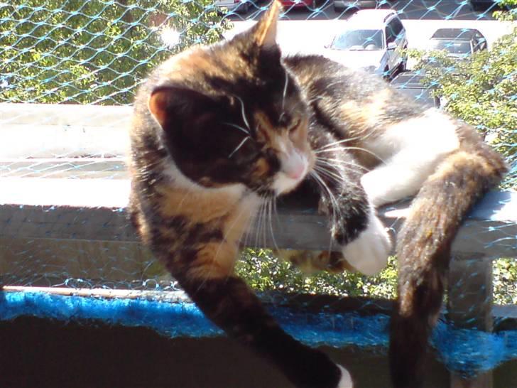 Huskat balou billede 8