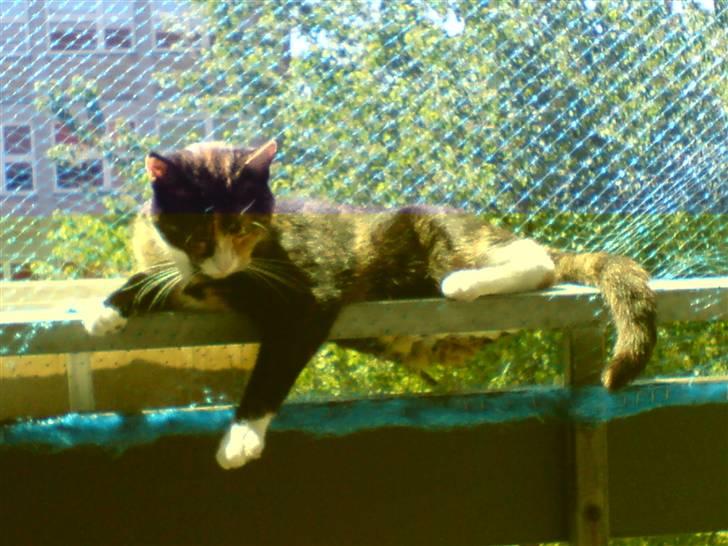 Huskat balou billede 9