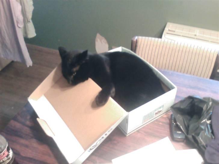 Huskat hugo - hej hej jeg hedder hugo og jeg elsker at ligge i tomme kasser billede 1